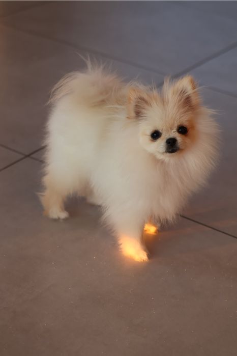 Pomeranian xxs boo teddy miś szpic miniaturowy suczka