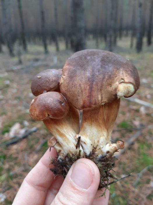 Zacisze Domek Nad Jeziorem Wilcze. Całoroczny. Grzyby. Ryby