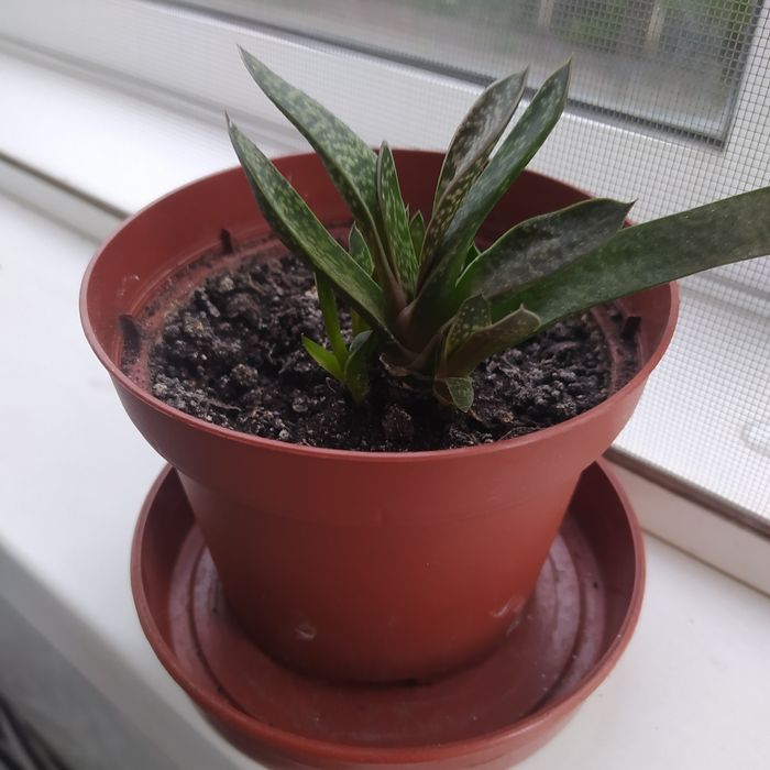 Кімнатні рослини гастерія