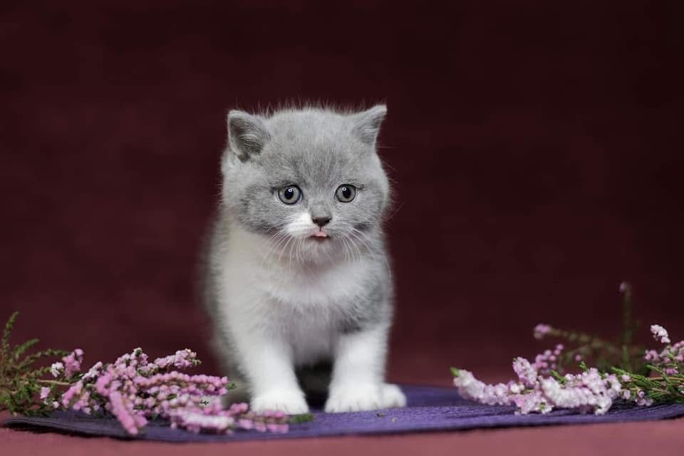 Kocur brytyjski krotkowlosy do hodowli, OKAZJA