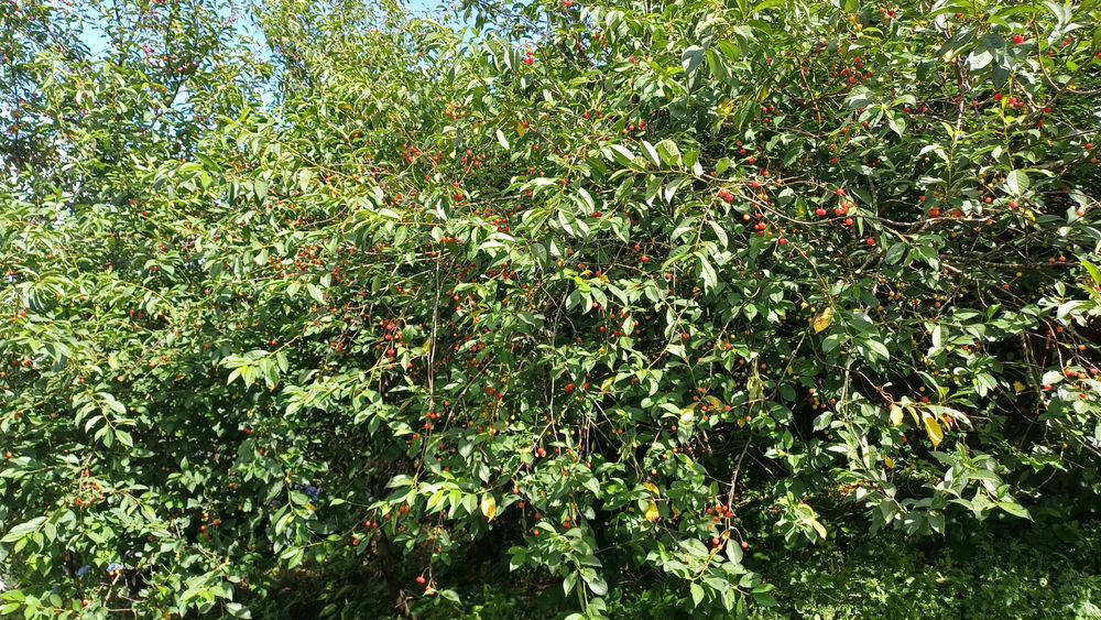Ginja Biologica Boa