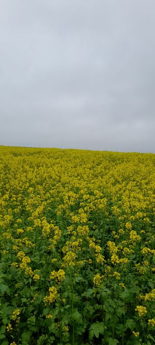 Gorczyca biala gracja