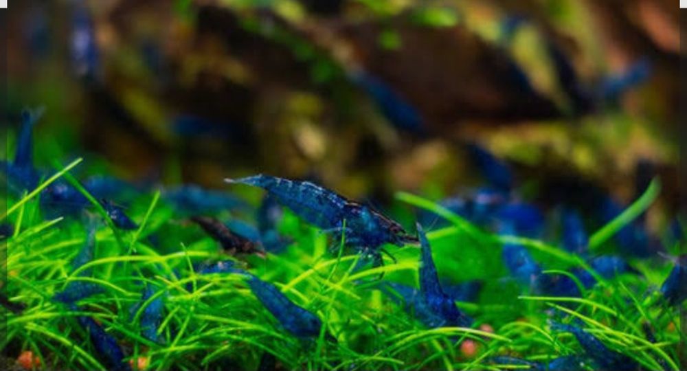 Neocaridinas blue dream