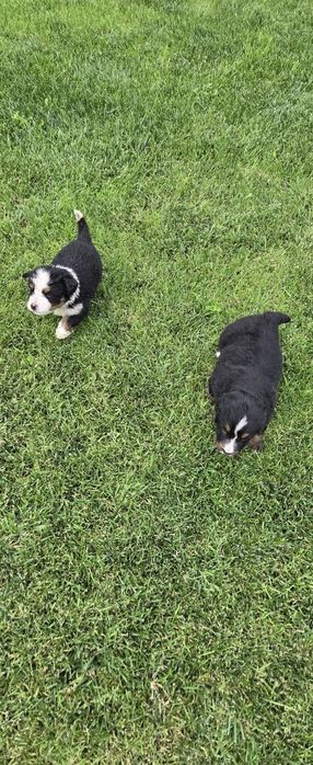 Bernenski pies pasterski Bernenczyk