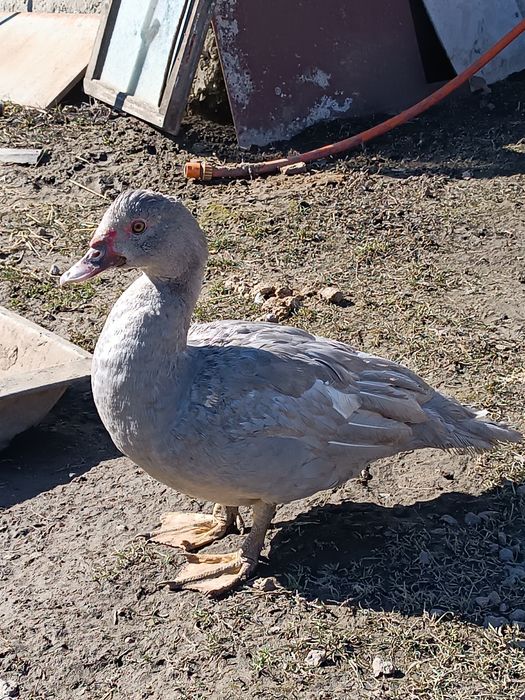 ЛАВАНДОВІ качки,шипуни,мускуси