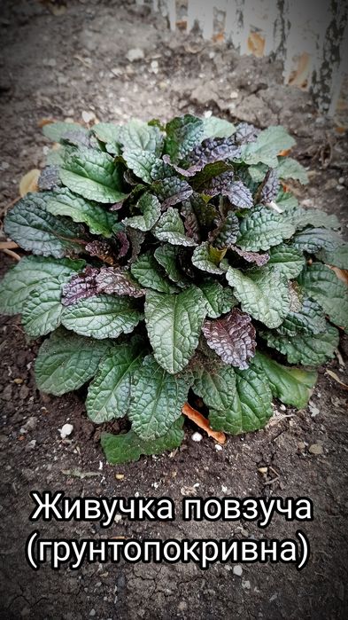 Багаторічні квіти