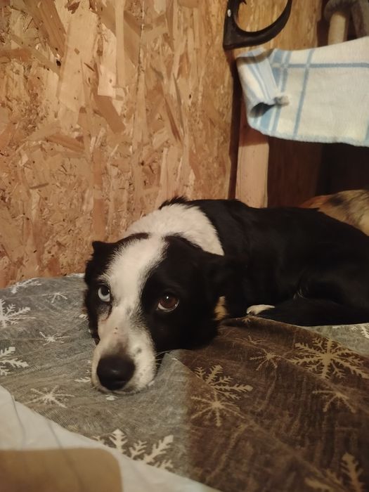 6 kg sunia w typie corgi szuka domu