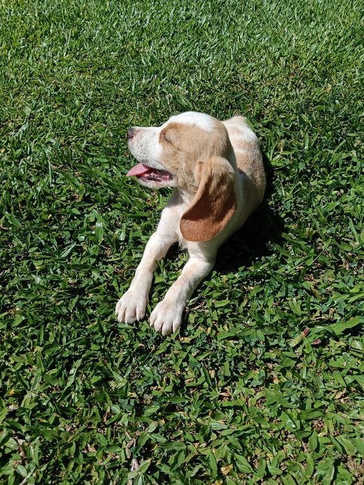 Macho bicolor lindo