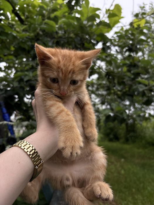 Віддам кошенят в добрі руки