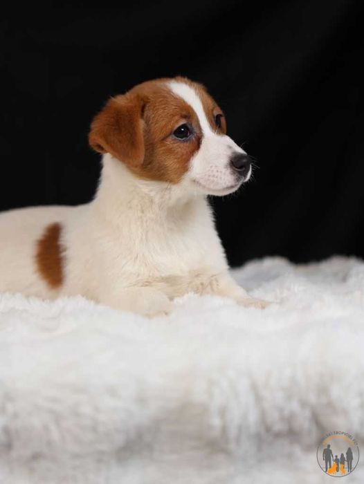Jack Russell Terrier ZKwP FCI suczka w.krótki