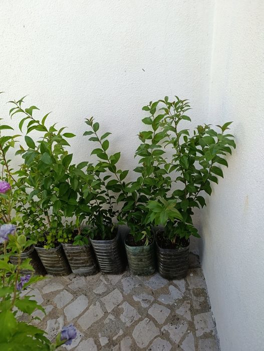 Lote 20 arbustos vedação Ligustrum japonicum