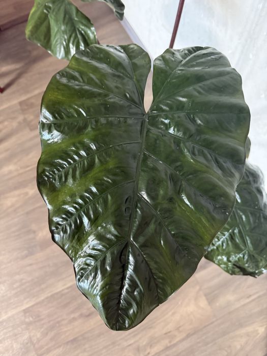 Алоказія Юкатан Принцесс, Блек Кобра алоказия