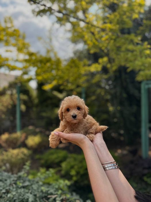 Мальтипу f1, f2 мальтіпу f1 f2 той пудель