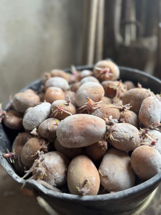 Batata Semente -Menphis