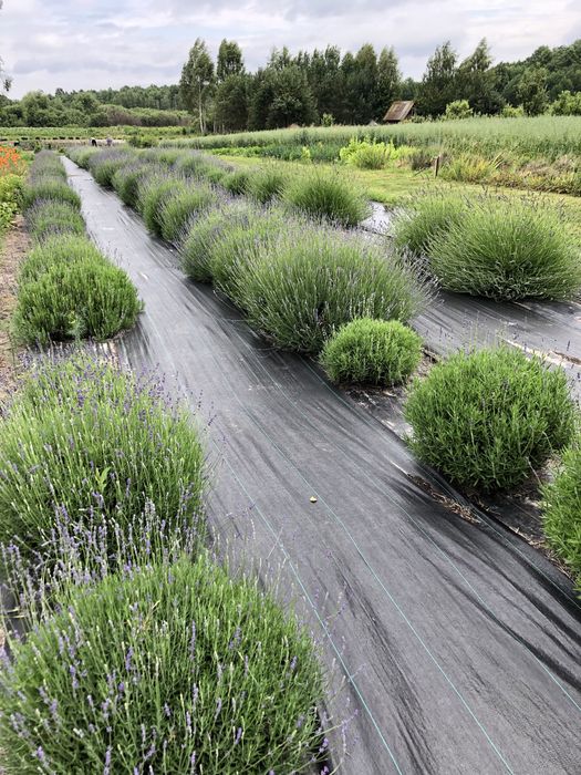 Лаванда сушена, відібрана