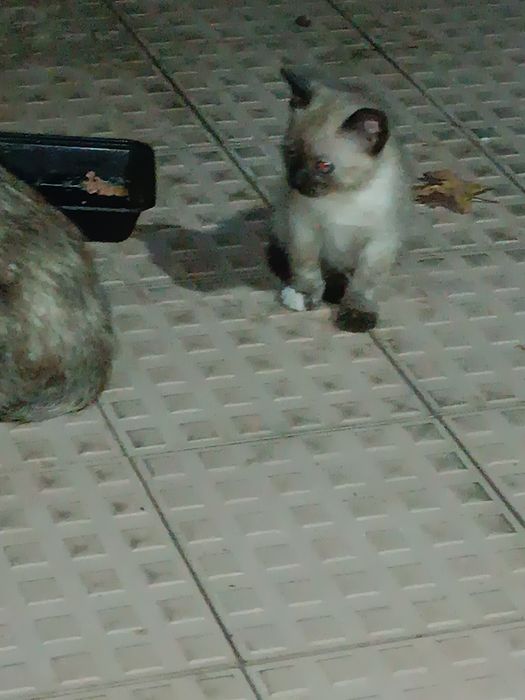 Doar gatinhos/as de 1 Mês
