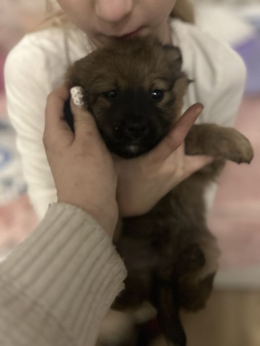 Oddam slodkie pieski