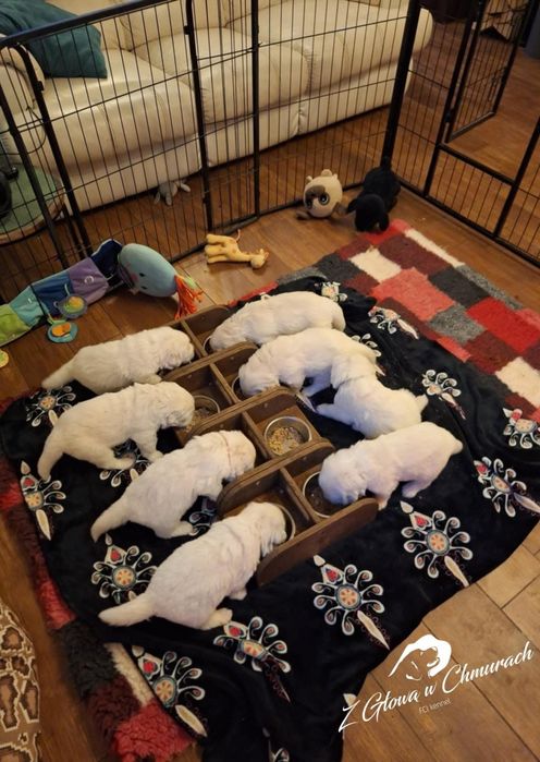 Owczarek podhalański SZCZENIAK  REZERWACJE  WIOSNA 2026