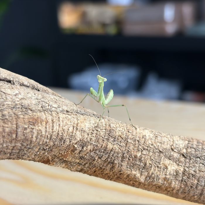 Modliszka Sphodromantis viridis