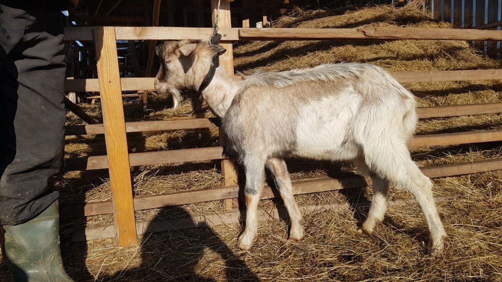 Продам цапа (козлик) 11 місяців