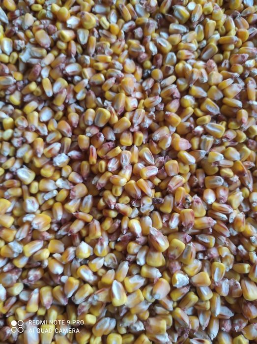 Продам кукурудзу