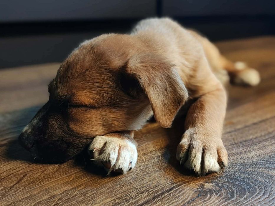 Szczeniaki do adopcji