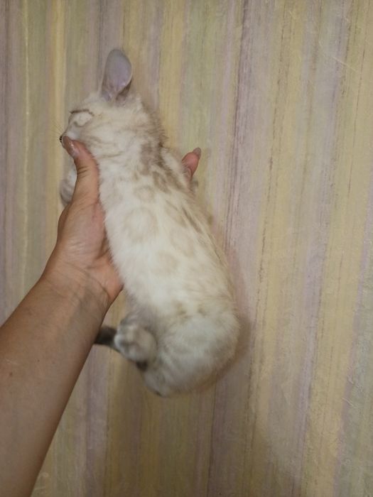 бенгальські кошеня