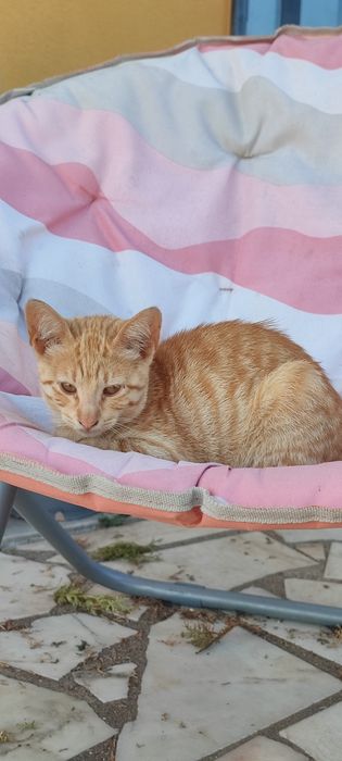 Gata para adoção, 3 meses