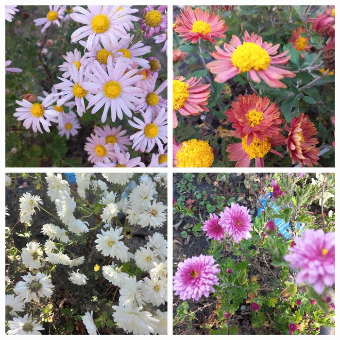 Ірис бордюрний карликовий жовтий