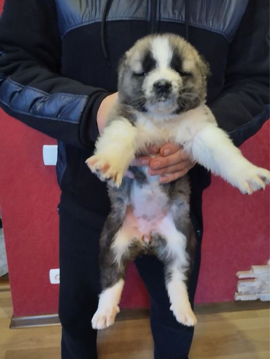 Продам цуценят Алабая