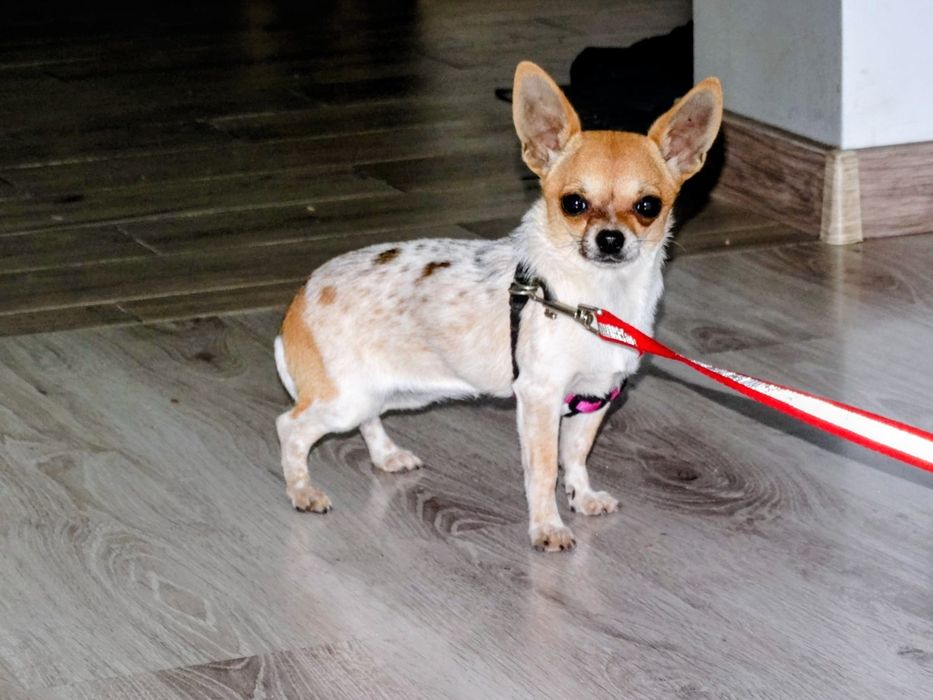 Chihuahua  suczka do kochania