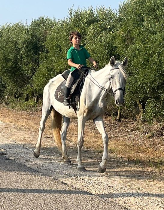 Troco égua Lusitana por Jardineira ou maratona