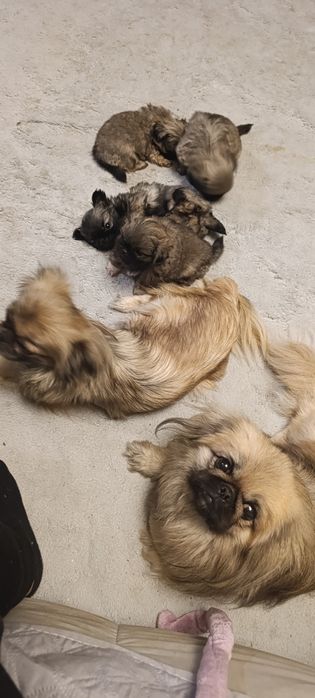 Дівчинка пекінес шукає люблячу родину