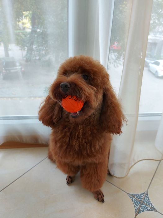 Вязка карликового пуделя