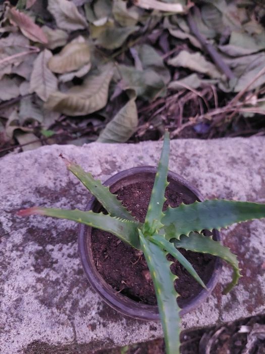 Muda de Aloe vera