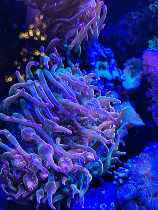 Entacmaea quadricolor