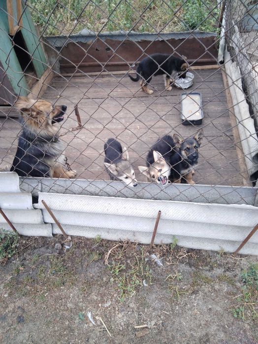 Собаки відам в добрі руки