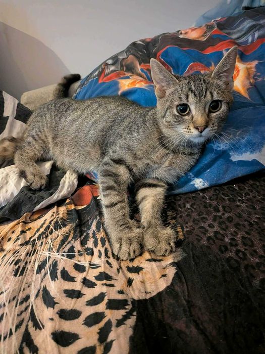 Bura mistrzyni polowania na wędki: Chmurka melduje gotowość do adopcji!