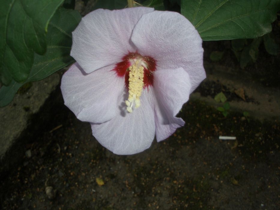 саженцы грунтовой китайской розы(гибискус)