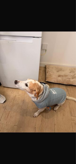 Cão para adoção responsável