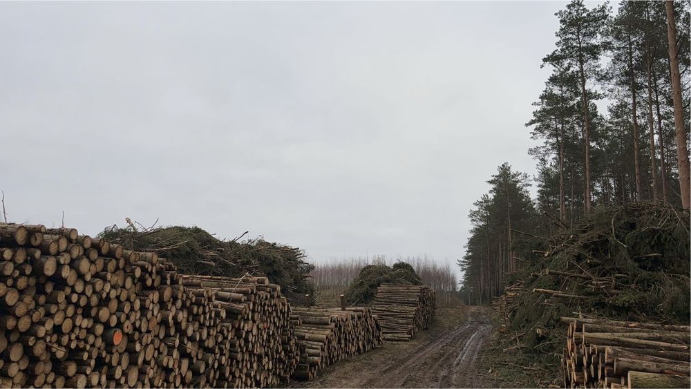 Wycinka lasów, samosiejek