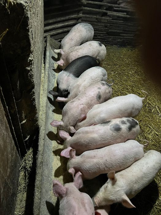 Продам поросят.,.