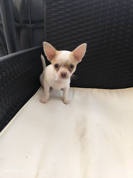 Chihuahua piesek
