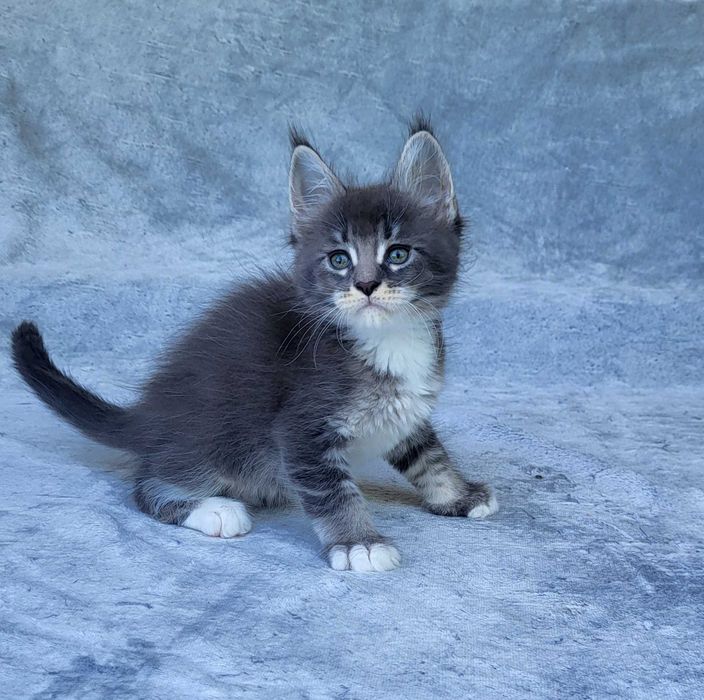 Kocurek Maine coon z rodowodem FPL
