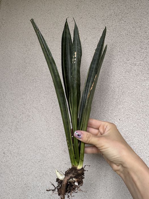 Sansevieria Bantel Sensation