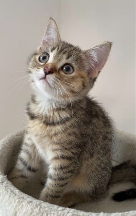 Девочка шотландская,активная,игривая с прививками паспортом котенок