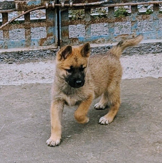 Красивий мужній акіта