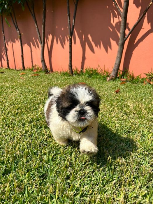 Belíssimo exemplar da raça SHI TZU