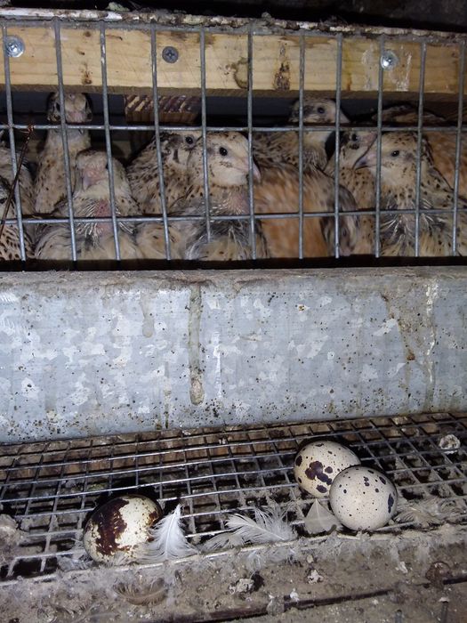 Яйцо  перепелиное.