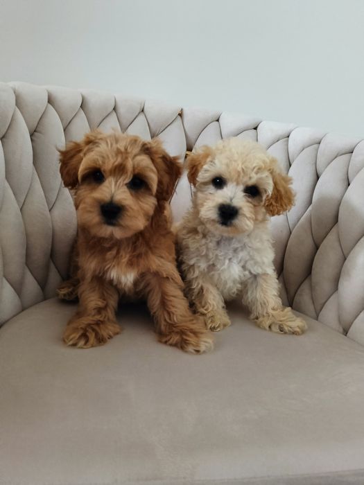 sliczne chłopaki  Maltipoo